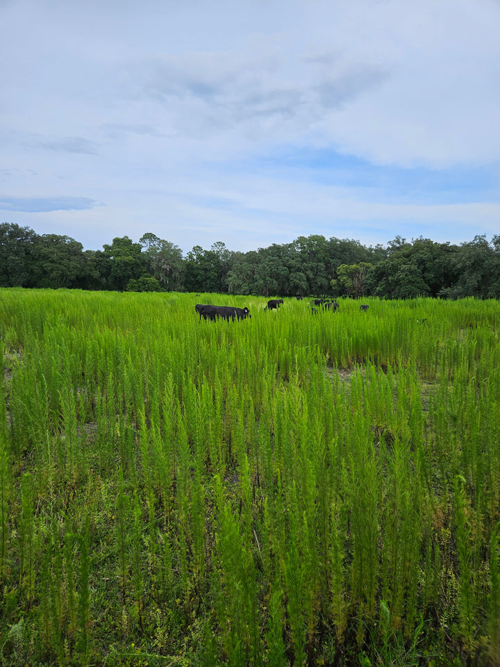 Taming the Beast: Battling Dog Fennel on Our Ranch